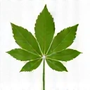 Leaf icon