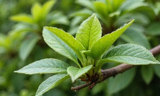 Close-up of Green Tea leaves on a branch