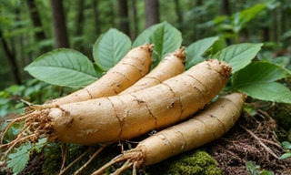 Close-up of Siberian Ginseng roots and leaves