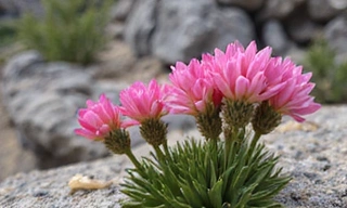Close-up of Rhodiola Rosea plant with pink flowers