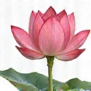 Lotus flower icon representing overall well-being